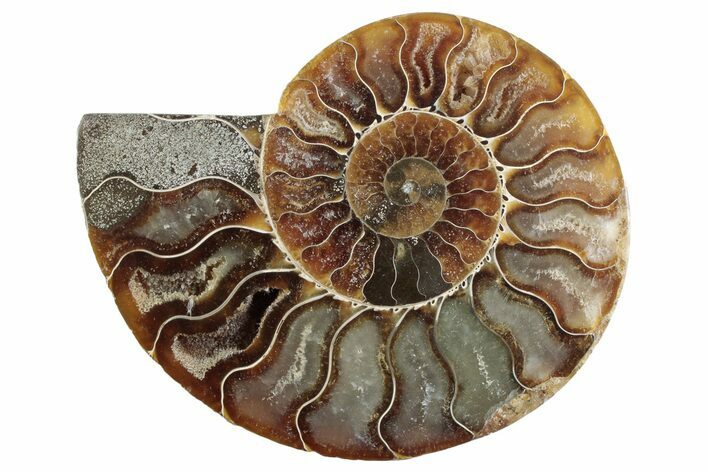Cut & Polished Ammonite Fossil (Half) - Madagascar #364907